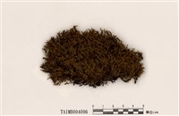 藏品(長毛砂苔)的圖片